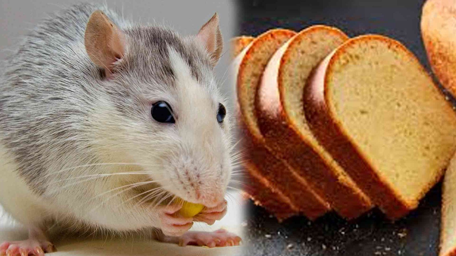 Rat parts found ! 100,000 Breads returned by popular company